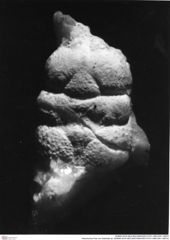 Historisches Foto von Gabriella sp. (NHMW-AFW-GEO-BACHMAYER-FOTO-1990-0041-3957b)